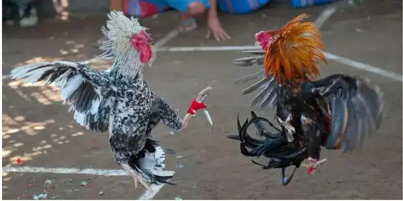 Lịch sử và sự phát triển